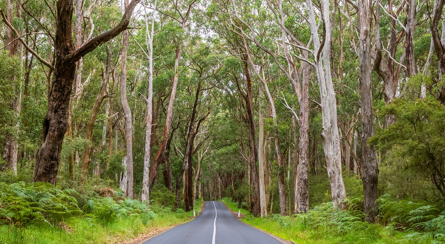 Picture of bitumen road cutting through forest