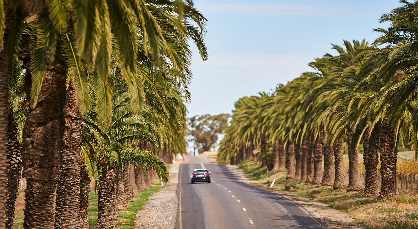 Car driving along a tree-lined street