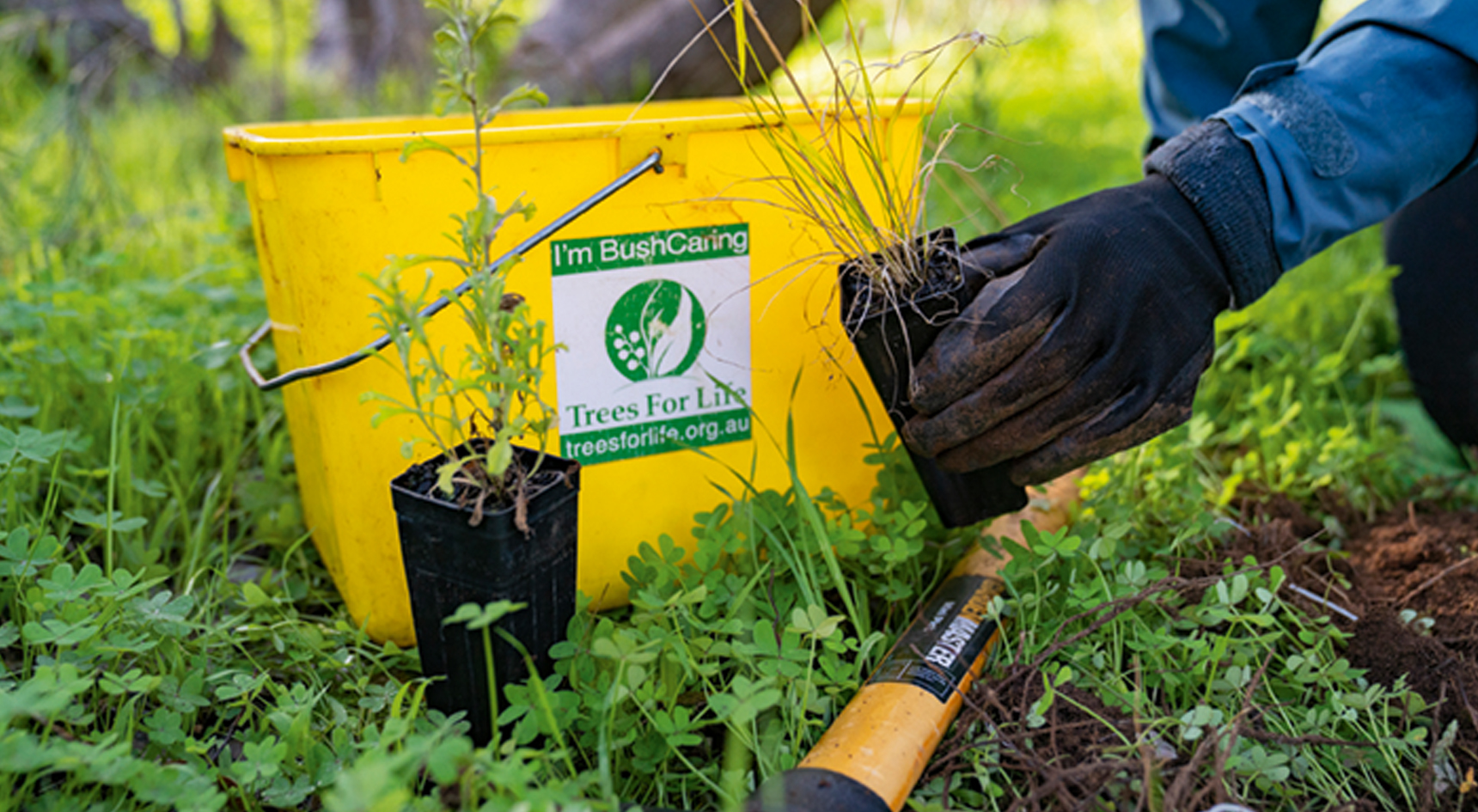 A person planting a tree during a Trees For Life planting day