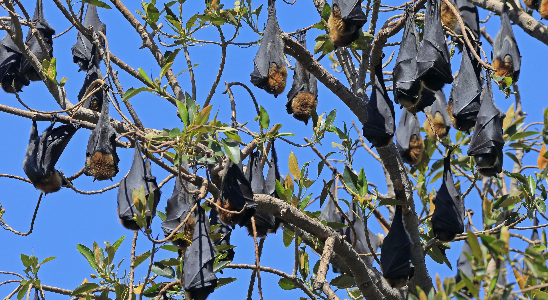 Grey Headed flying fox