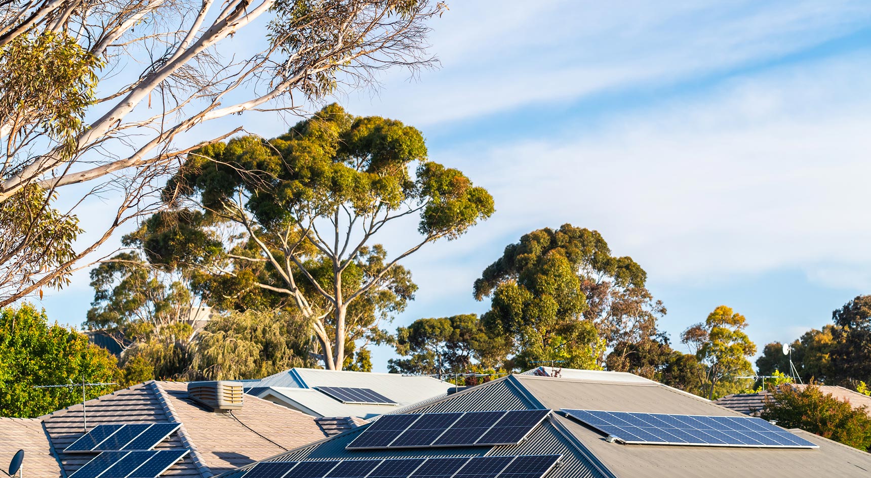 Tall trees above roof tops