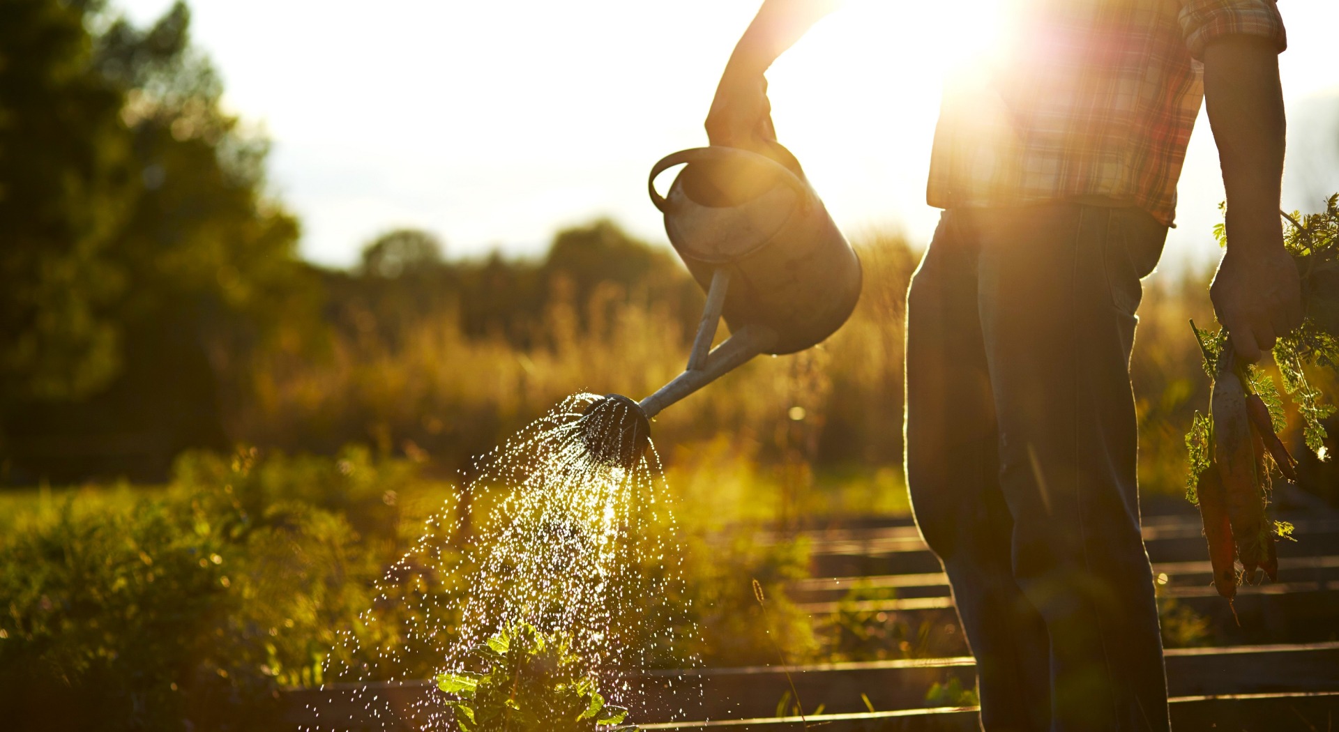 Watering garden in morning