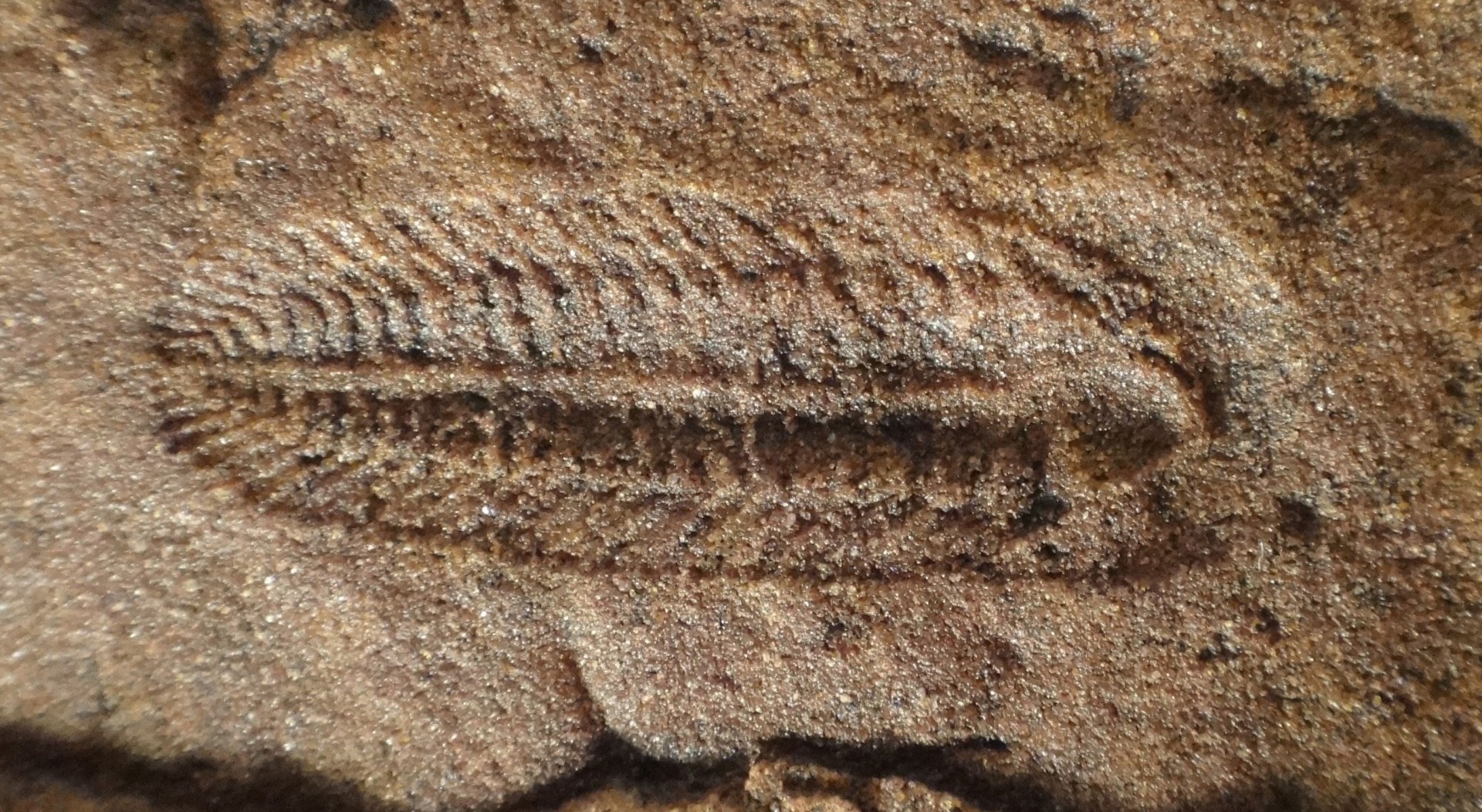 Spriggina fossil