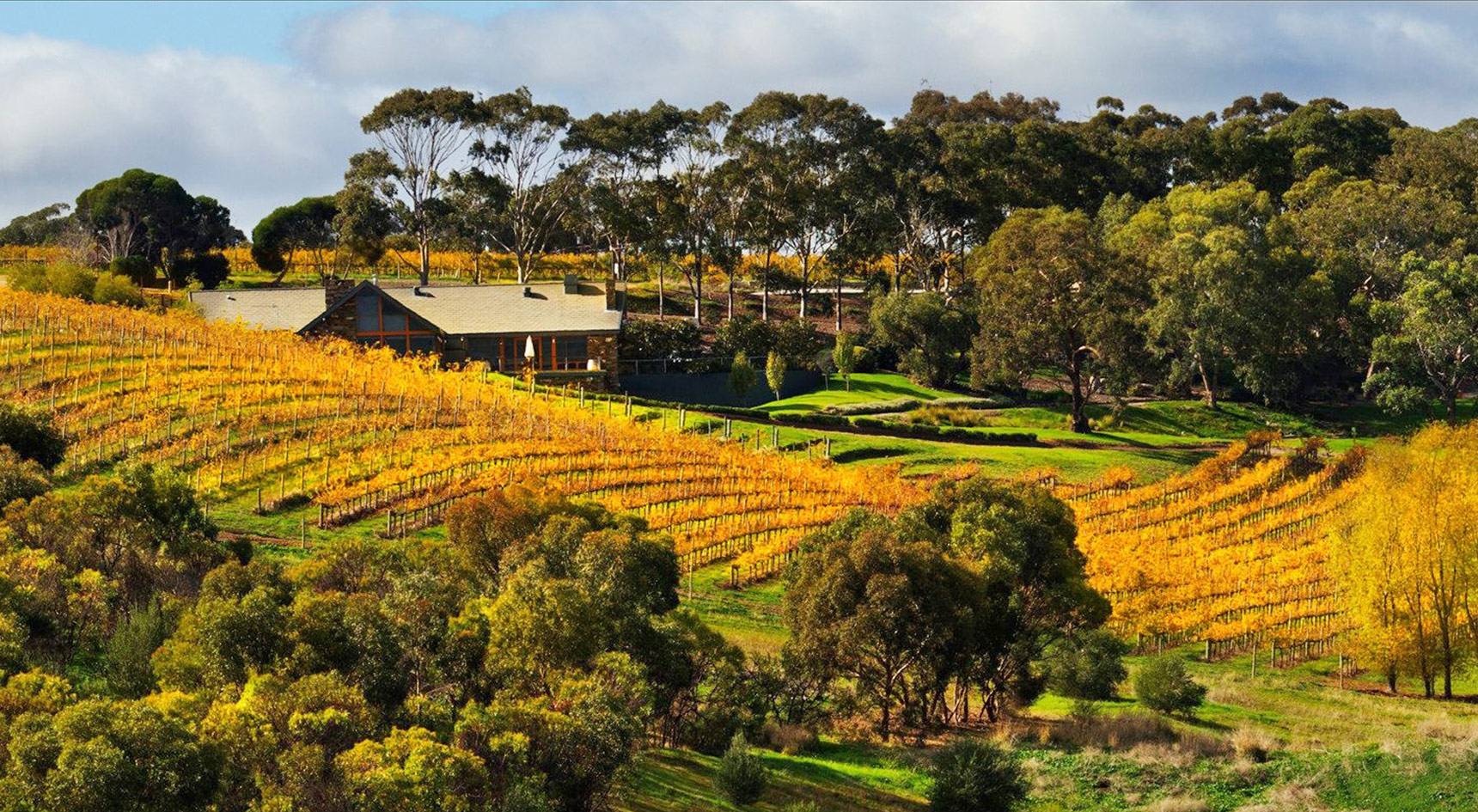 Vineyard turning orange