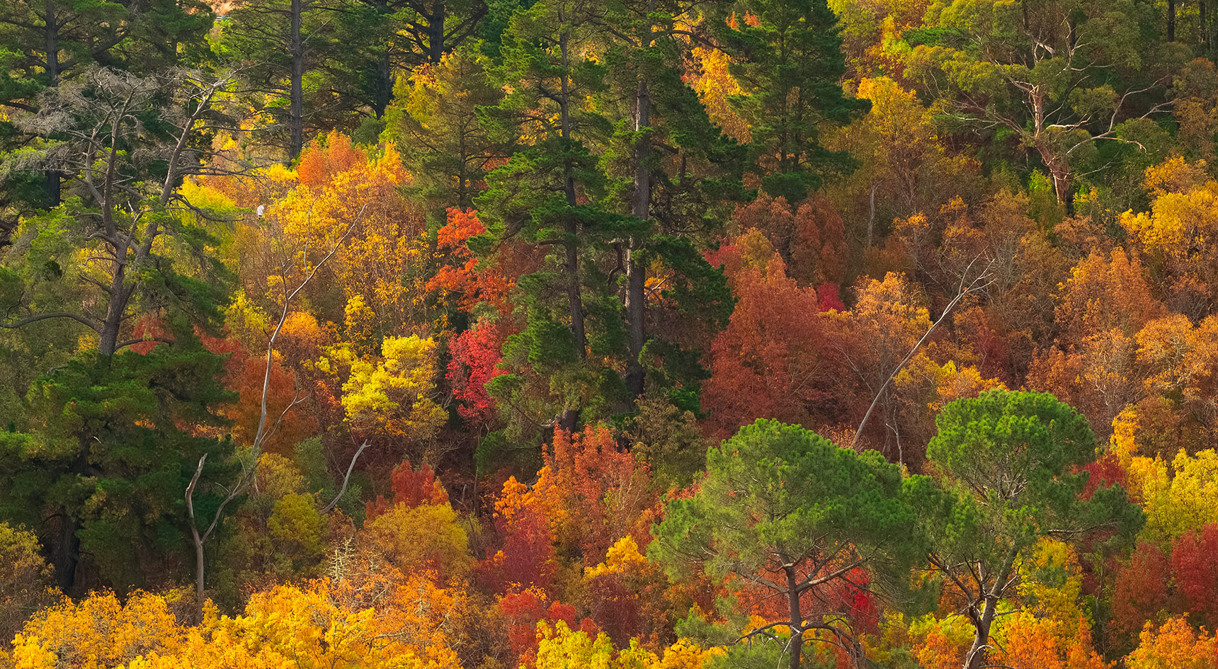 Closeup of autumn trees in Mt Gambier