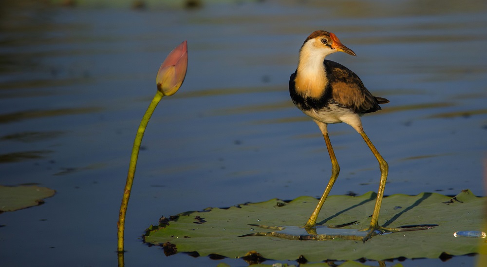 Jacana on a lily pad
